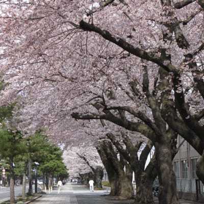 Cerezos en flor de la ruta Nikko Kaido