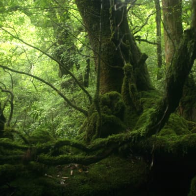 Parc national de Yakushima
