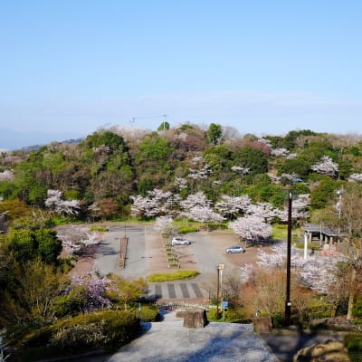 Kirschblüte im Bizan-Park