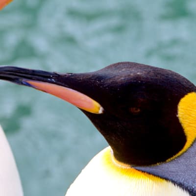 Piccoli amici pelosi a Hokkaido e festival invernali