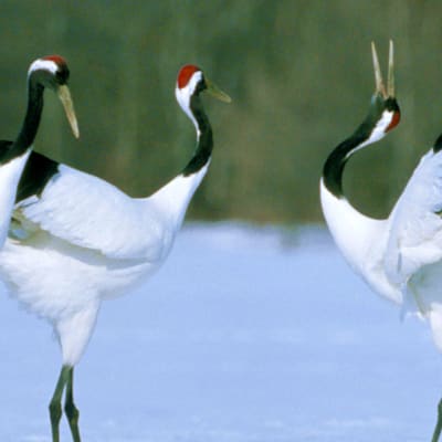 I grandi spazi aperti di Hokkaido