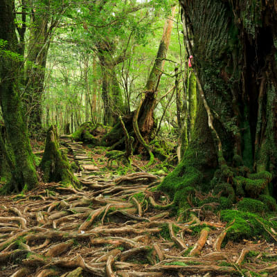 Isla de Yakushima (UNESCO)