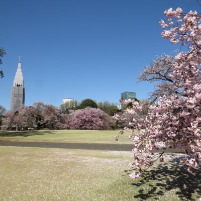 Nationalgarten Shinjuku Gyoen