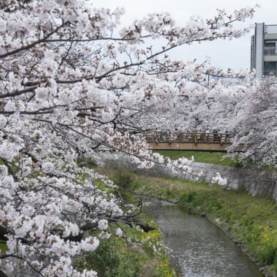 Cerisiers en fleurs de la rivière Yamazaki