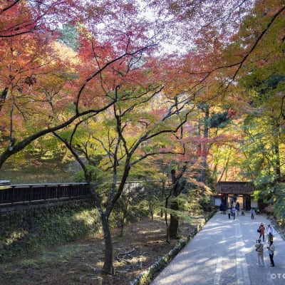 Follaje otoñal en la garganta de Korankei