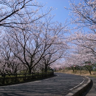 Inaba Senbonzakura Cherry Blossoms