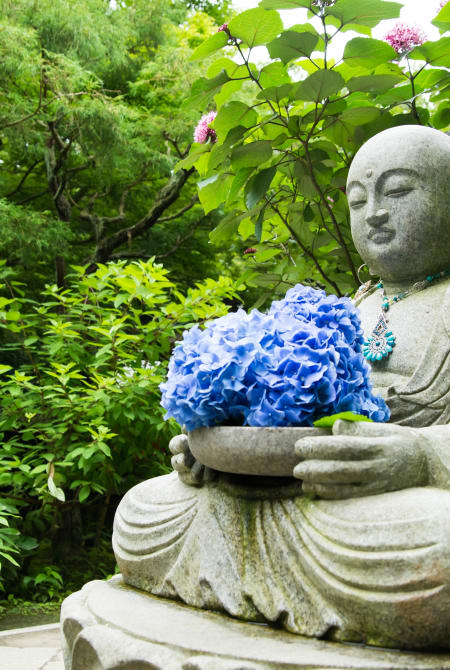 meigetsu-in ajisai temple