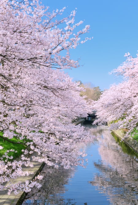 Cherry blossom of Matsukawa Beri riverside-SPR