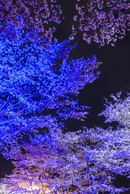 yakushima & tanegashima islands