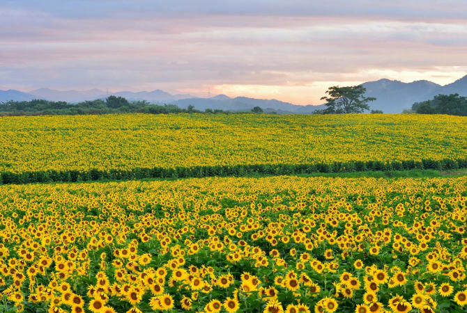 japan flower viewing festival