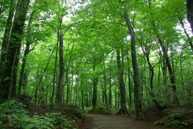 Grün belaubter Wald in den Shirakami-Bergen, perfekt zum Waldbaden