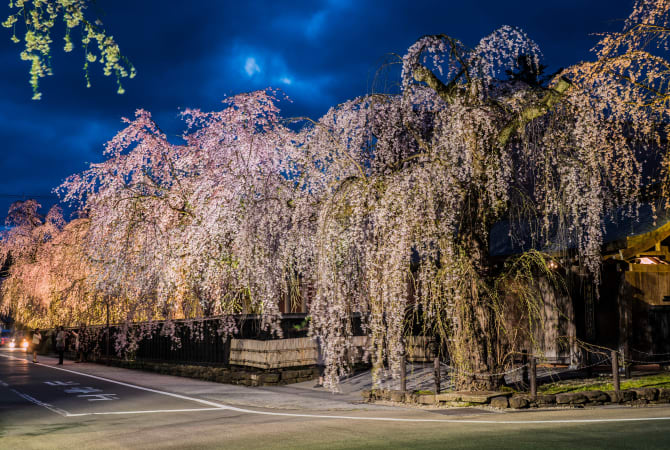 Shidare Sakura at Buke Yashiki