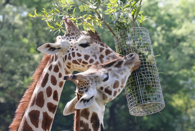 Higashiyama Zoo and Botanical Gardens