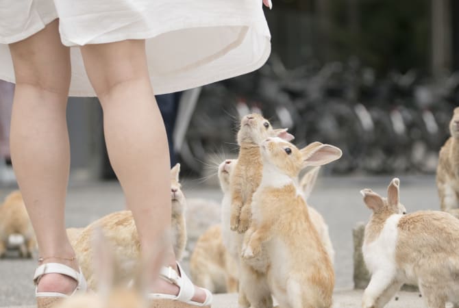 Okunoshima