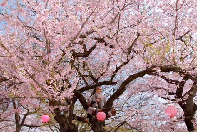 eboshiyama park-cherry blossom