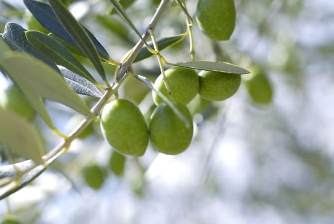 Kagawa Olives