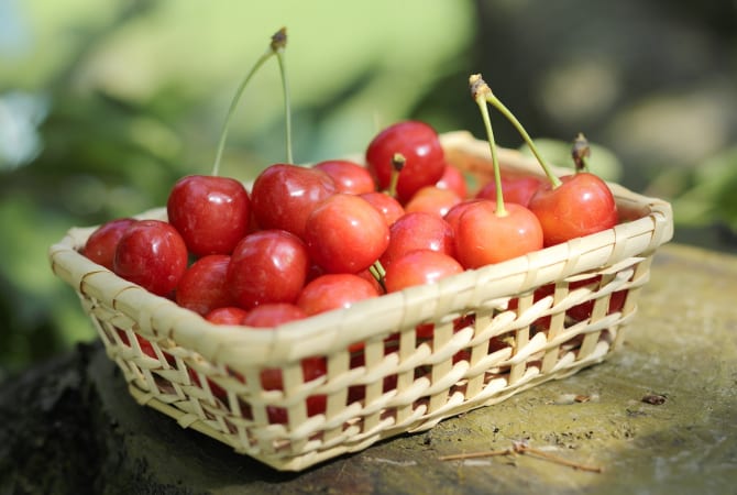 Yamagata Cherries