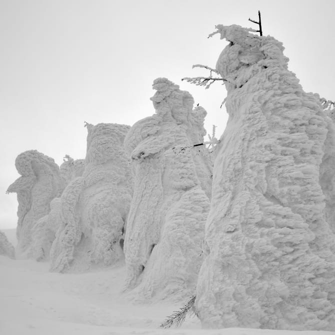 Zao Snow Monsters (Yamagata)
