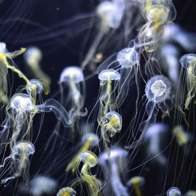 Kamo Aquarium
