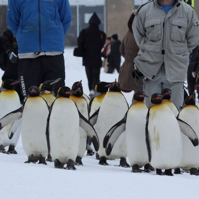 Asahiyama Zoo