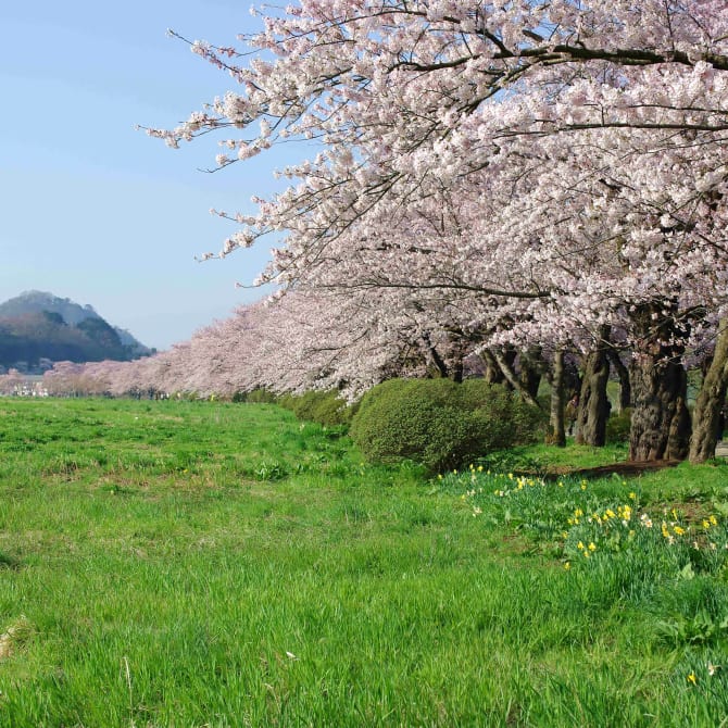 Kitakami Tenshochi Park