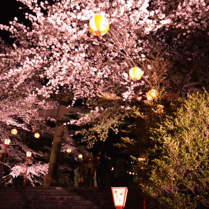 Kinugawa Onsen Cherry Blossom Festival