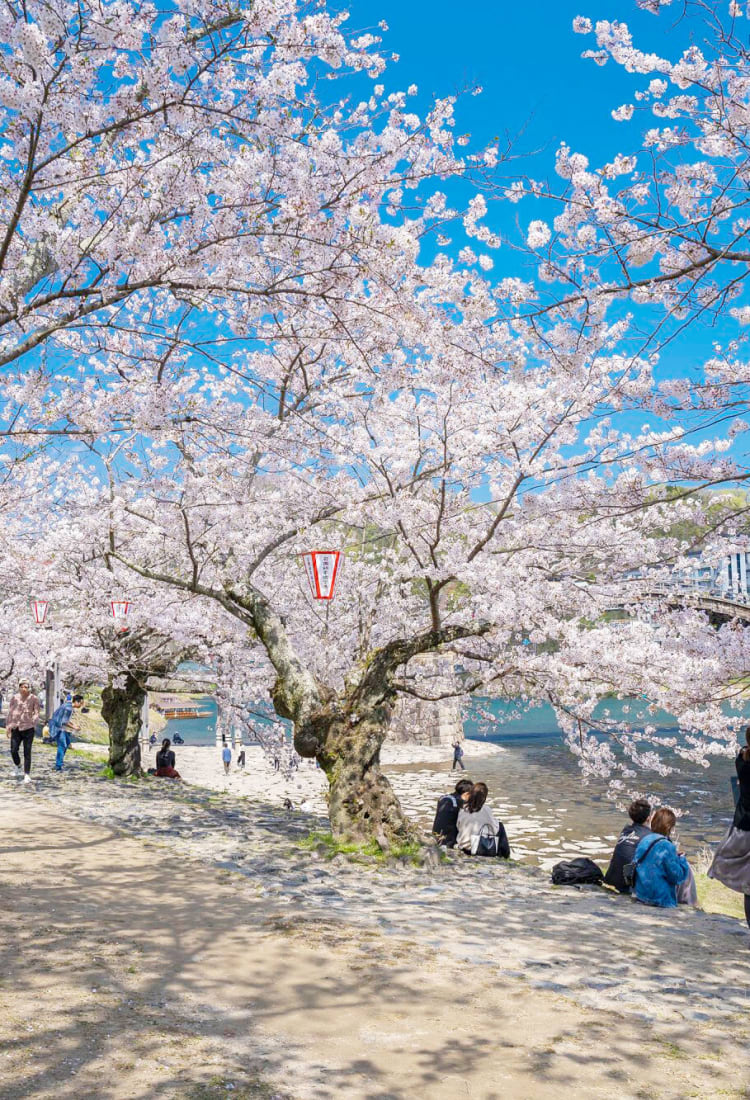Hướng dẫn về hoa anh đào ở Nhật Bản | Du lịch Nhật Bản | JNTO