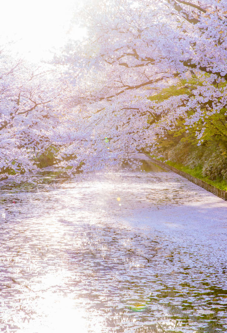 Hirosaki Park Cherry Blossom-SPR