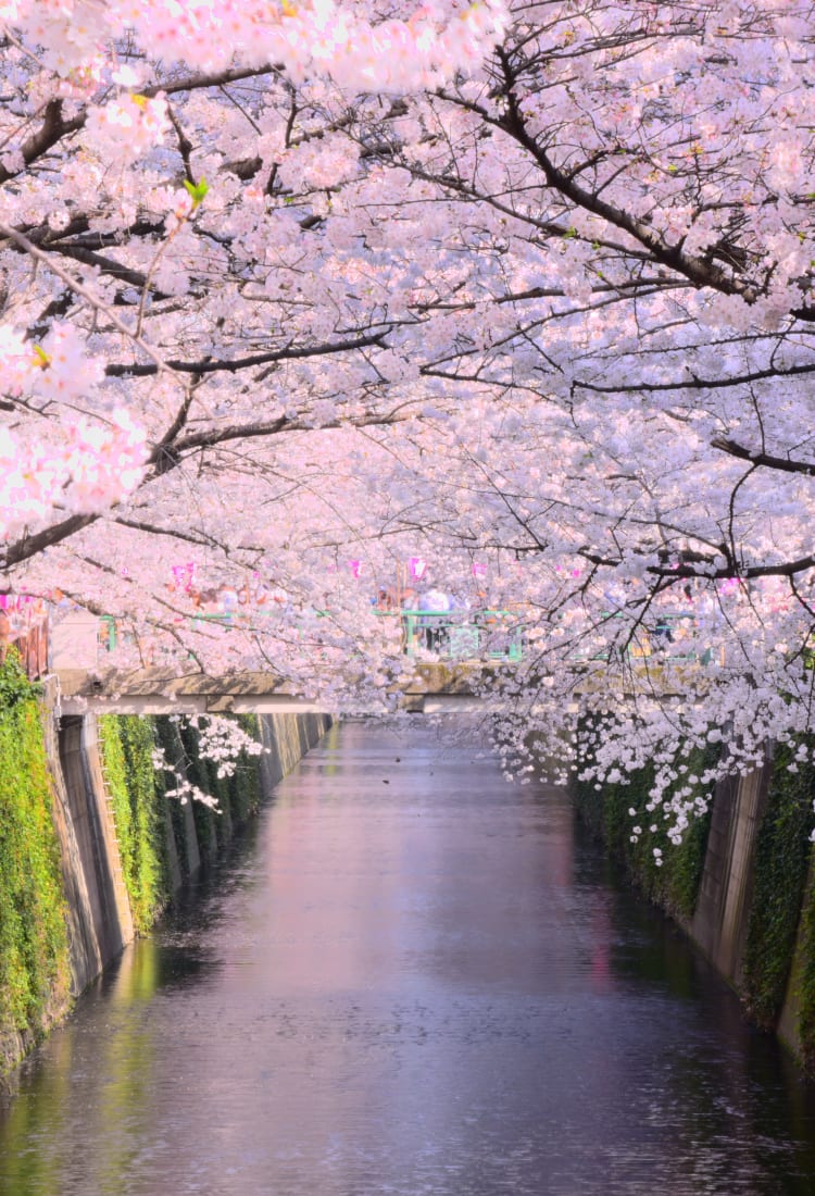 Meguro River sakura-SPR