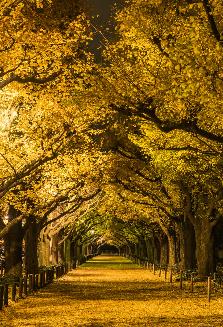 icho namiki ginkgo avenue