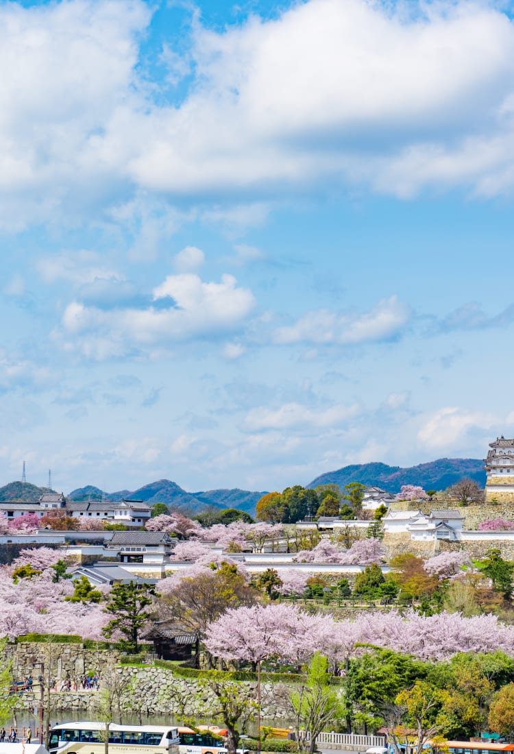 Himeji castle cherry blossom