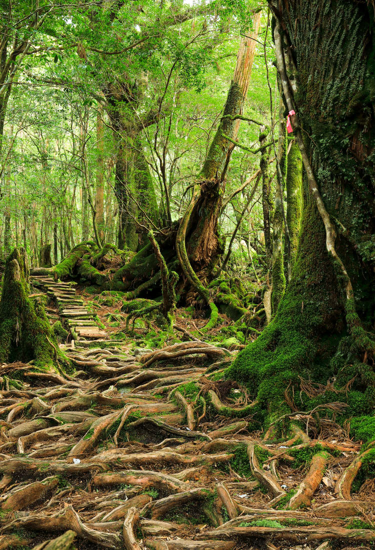 yakushima island