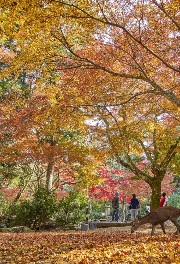 JOMC 20201118_momijidani_park_21.jpg