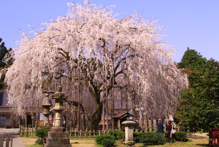 Asuwayama Park-cherry blossom