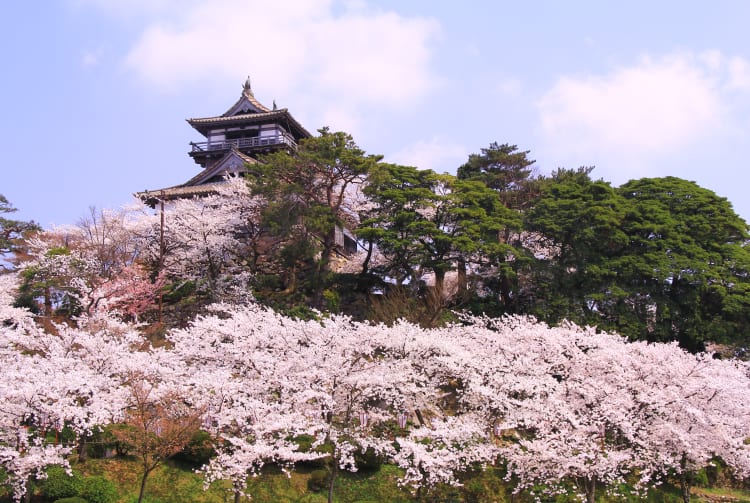 Maruoka Castle - Kasumigajo Castle Park-cherry blossom