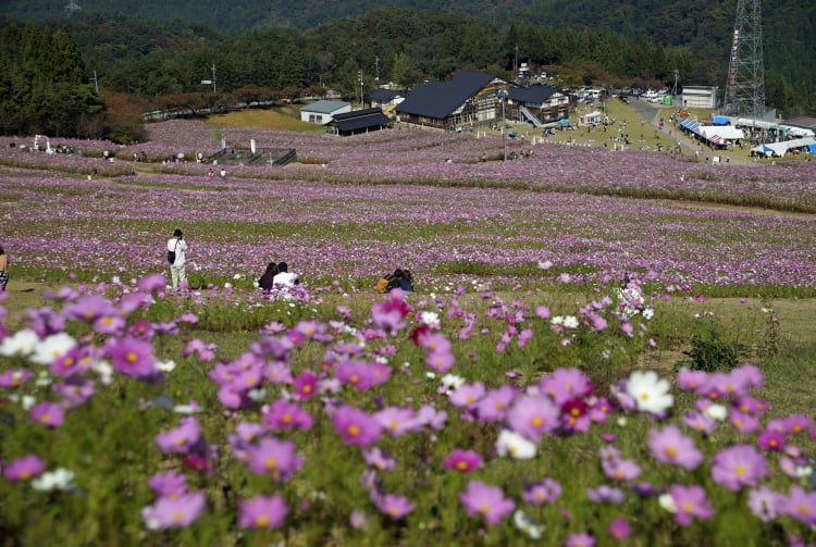 Cosmos at Tonami Yumenotaira-AUT