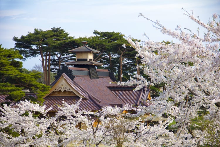 Goryokaku Park - Cherry blossom-SPR