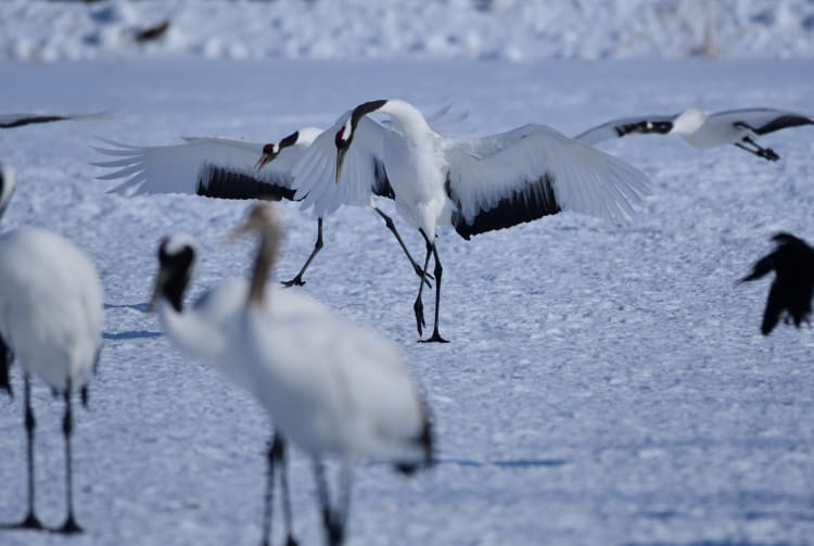 Cranes in the Kushiro Marshlands