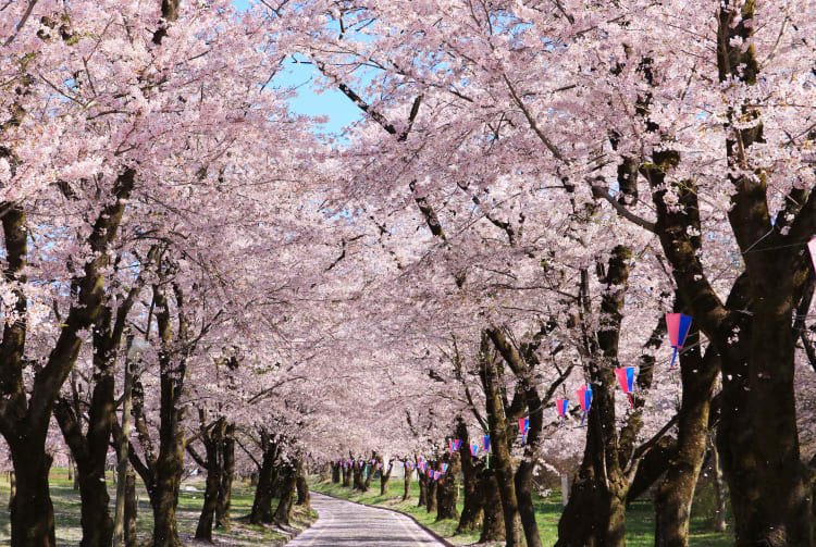 Akagi Cherry Blossom Festival