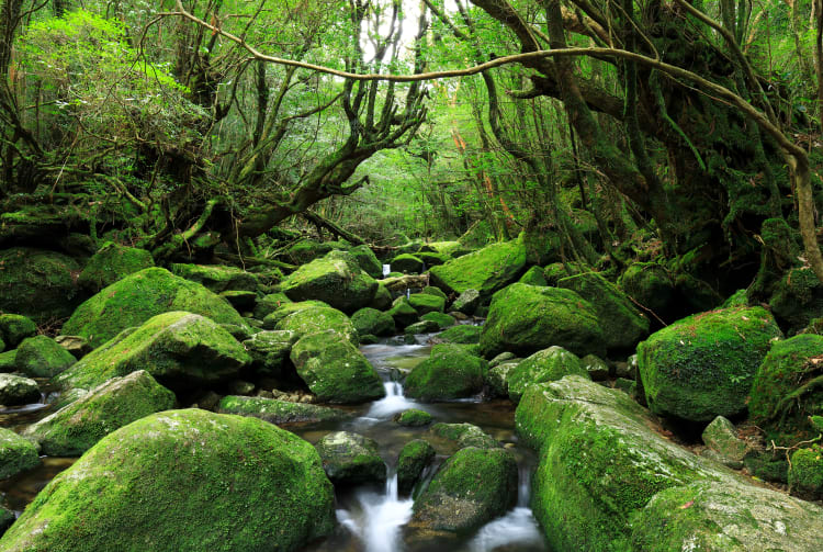 Shiratani Unsuikyo Ravine