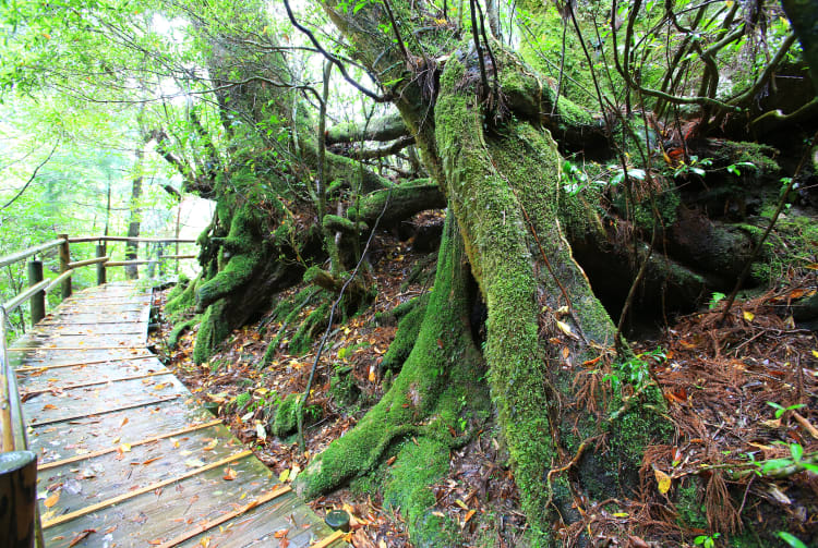 Yakusugi Cedar Land