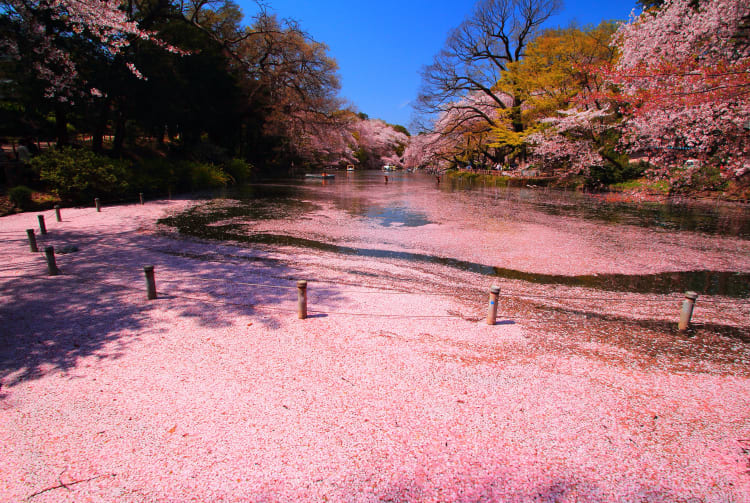 Inokashira Park-cherry blossom