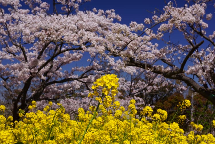 kinugasa yama park