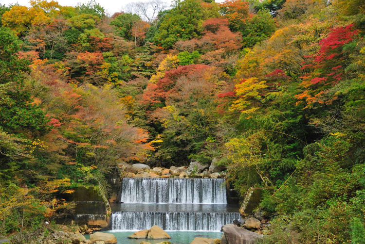 Hakone Autumn leaf-AUT