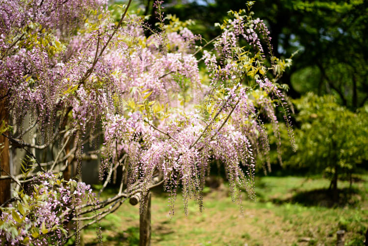 Wisteria of Kasuga-taisha-SPR