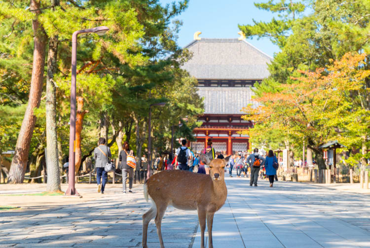 Todai-ji Temple