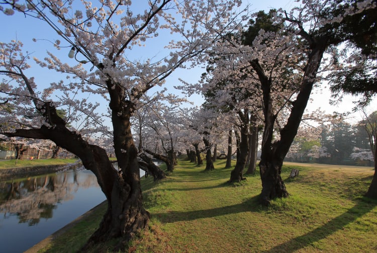 tsuruoka park-cherry blossom