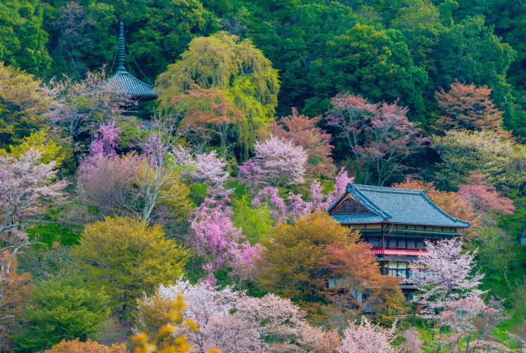 mt. yoshino