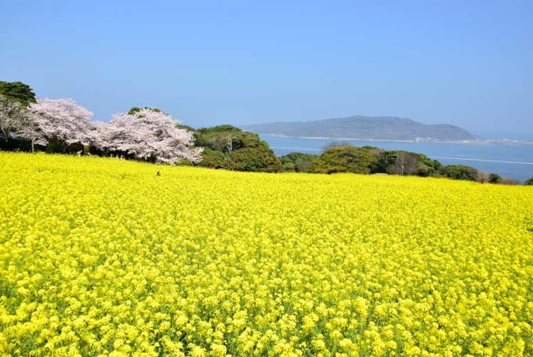 Nokonoshima Island