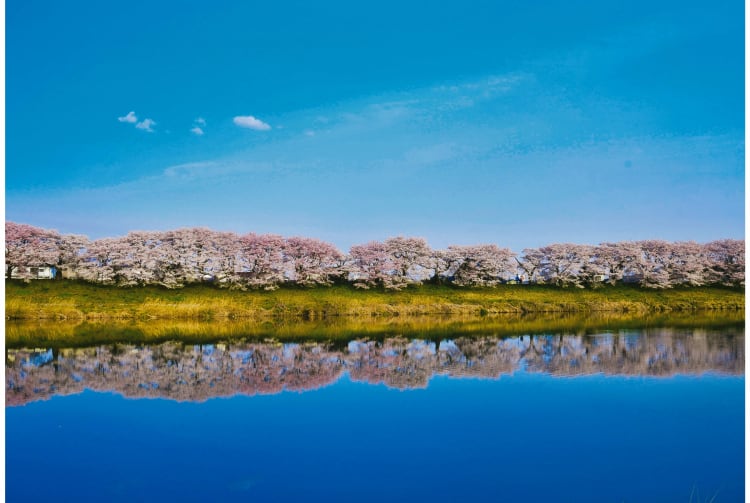 Hitome Senbon-zakura cherry blossom-SPR